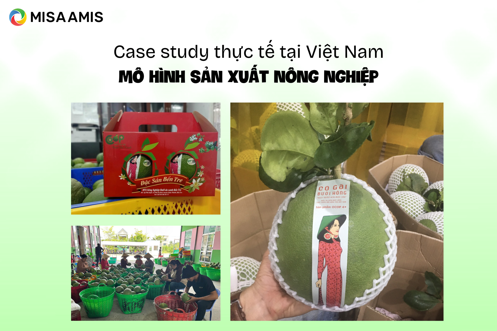 Case study thực tế tại Việt Nam về mô hình sản xuất nông nghiệp